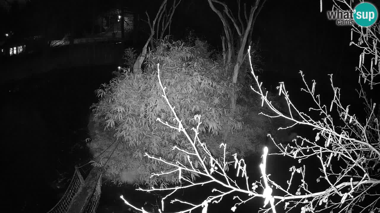 Yellow-cheeked gibbon Zoo Ljubljana livecam