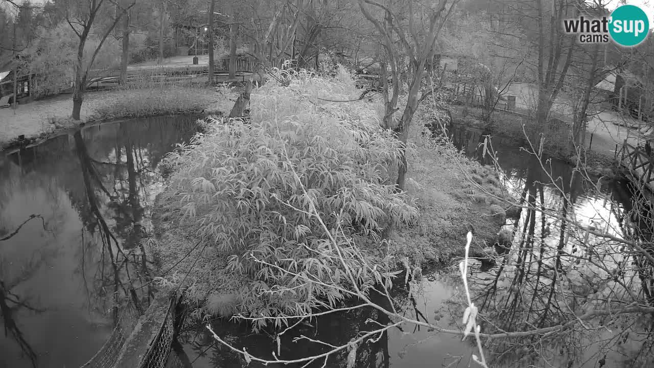 Yellow-cheeked gibbon Zoo Ljubljana livecam