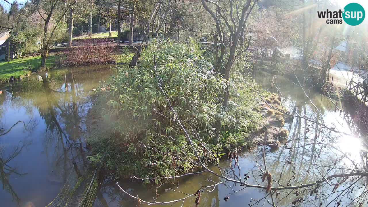 Yellow-cheeked gibbon Zoo Ljubljana livecam