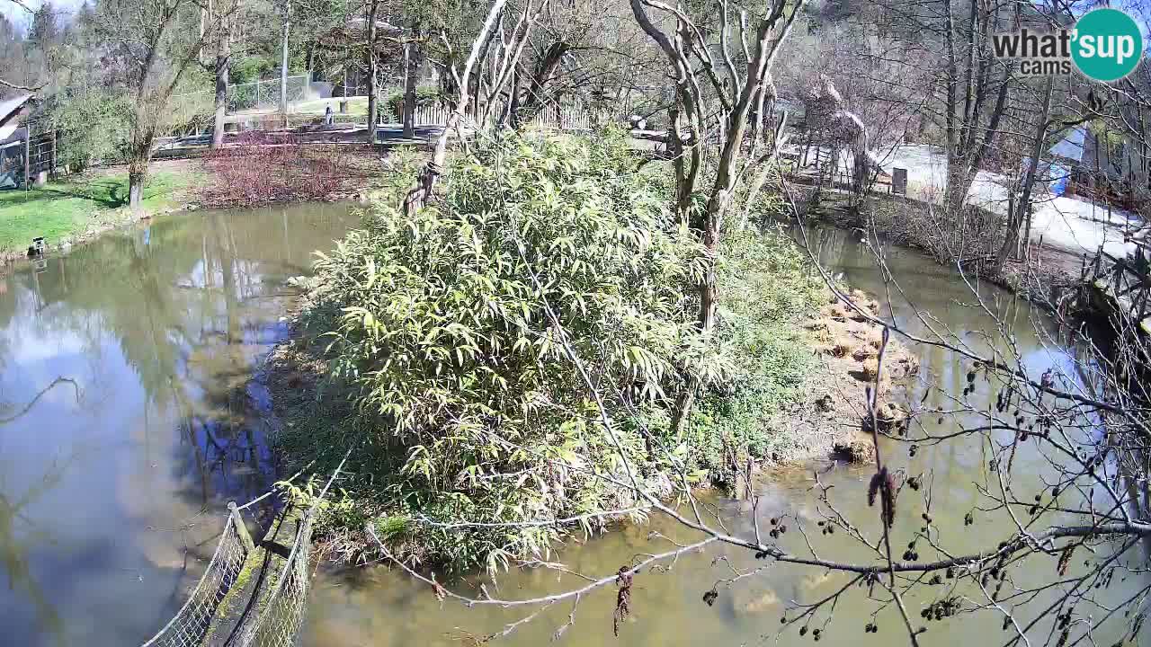 Südlicher Gelbwangen-Schopfgibbon Zoo Ljubljana webcam