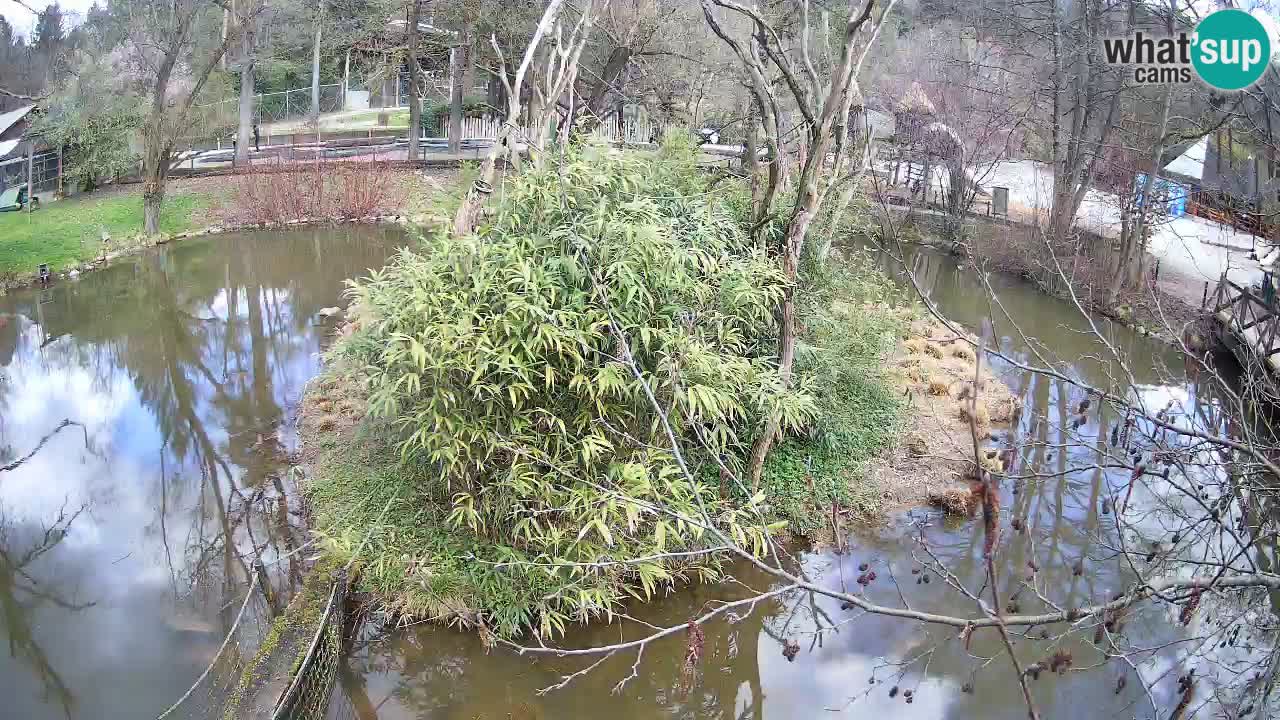 Zlatolični gibon živalski vrt Ljubljana