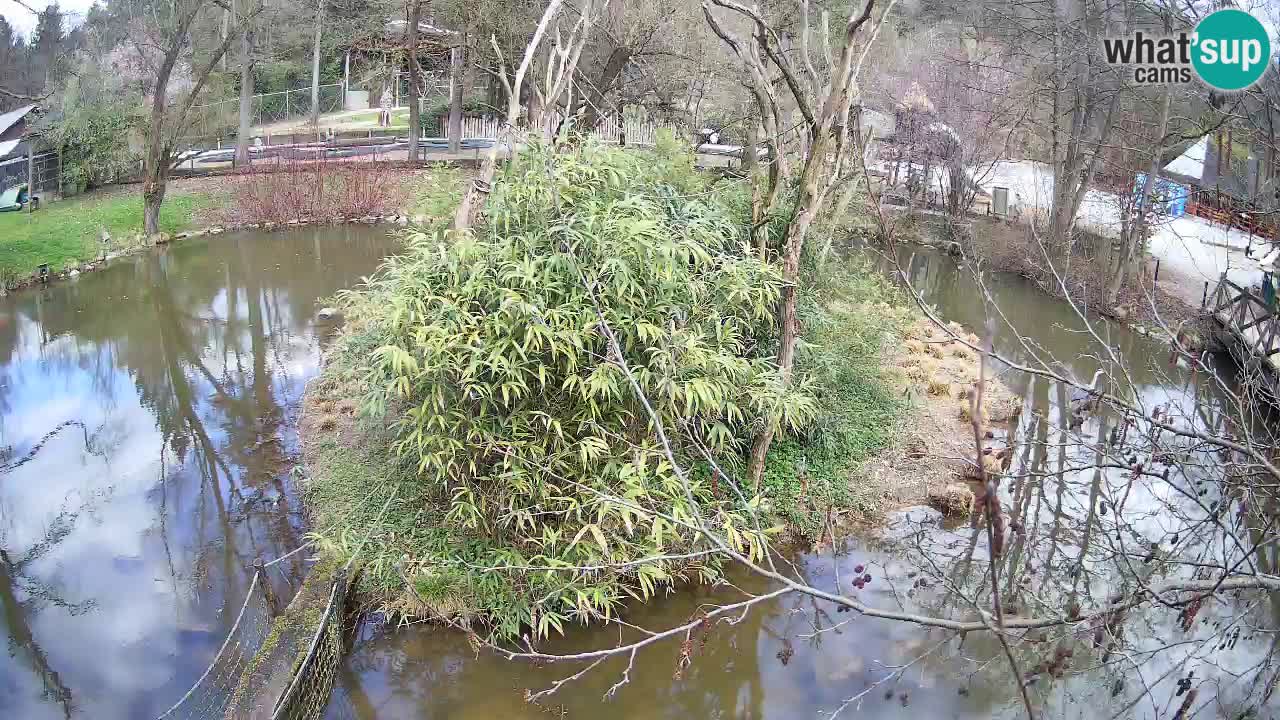 Zlatolični gibon živalski vrt Ljubljana