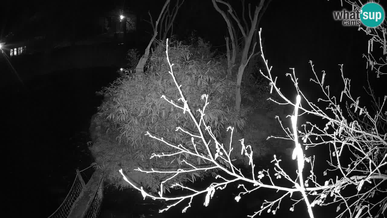 Gibon – Nomascus gabriellae – Zoo Ljubljana web kamera