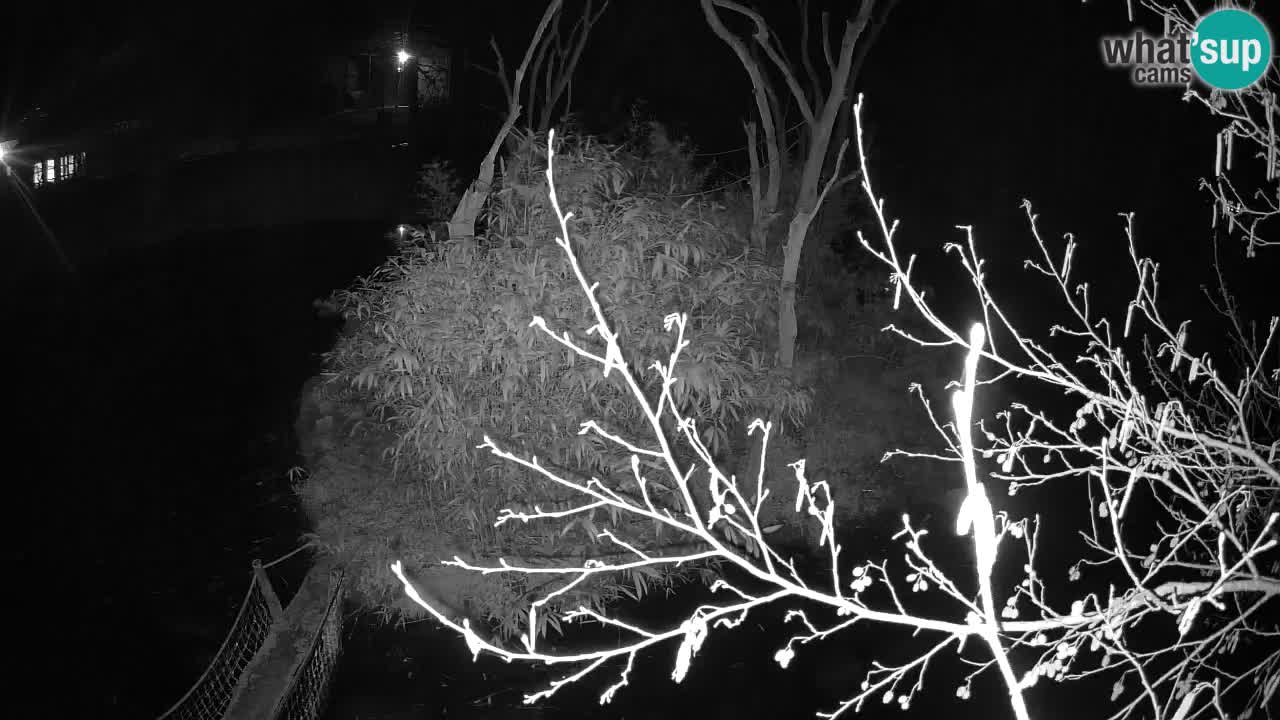 Yellow-cheeked gibbon Zoo Ljubljana livecam