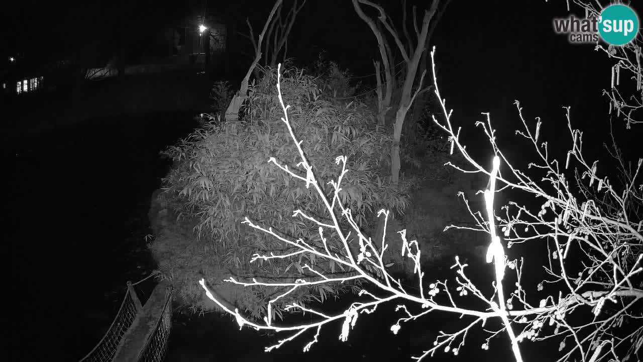 Gibbon à joues jaunes Zoo Ljubljana live cam