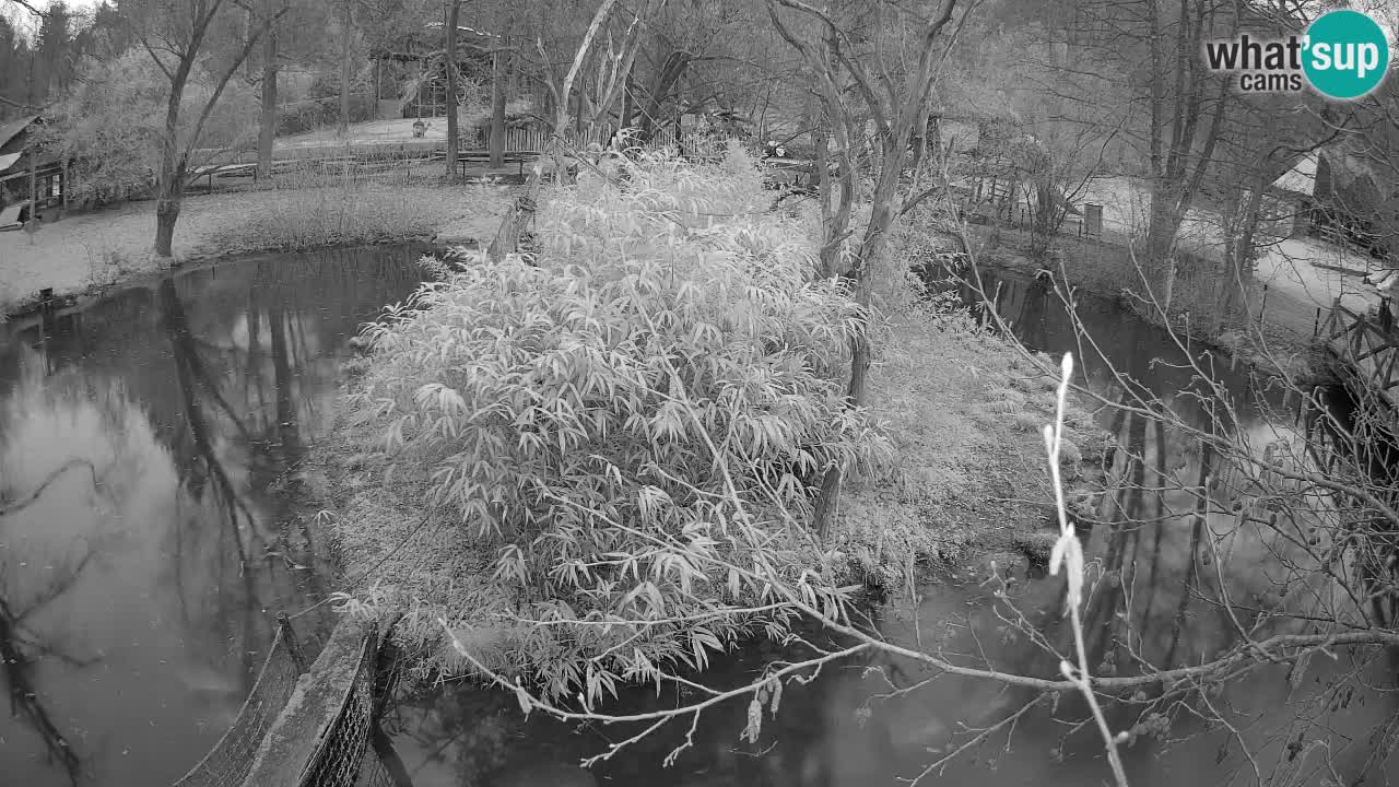 Yellow-cheeked gibbon Zoo Ljubljana livecam