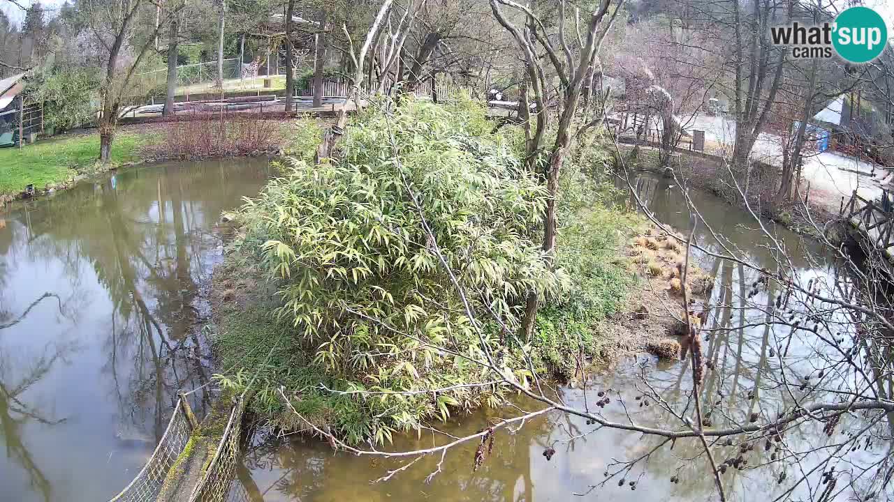 Gibón de mejillas beige Zoo Ljubljana