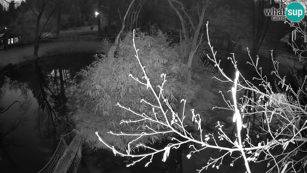 Gibon – Nomascus gabriellae – Zoo Ljubljana web kamera