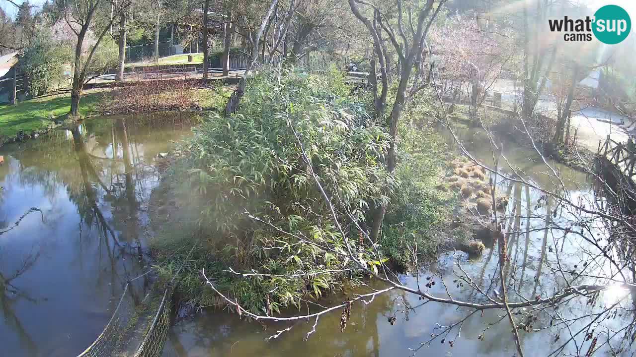 Gibbone dalle guance rosa nello ZOO di Ljubljana