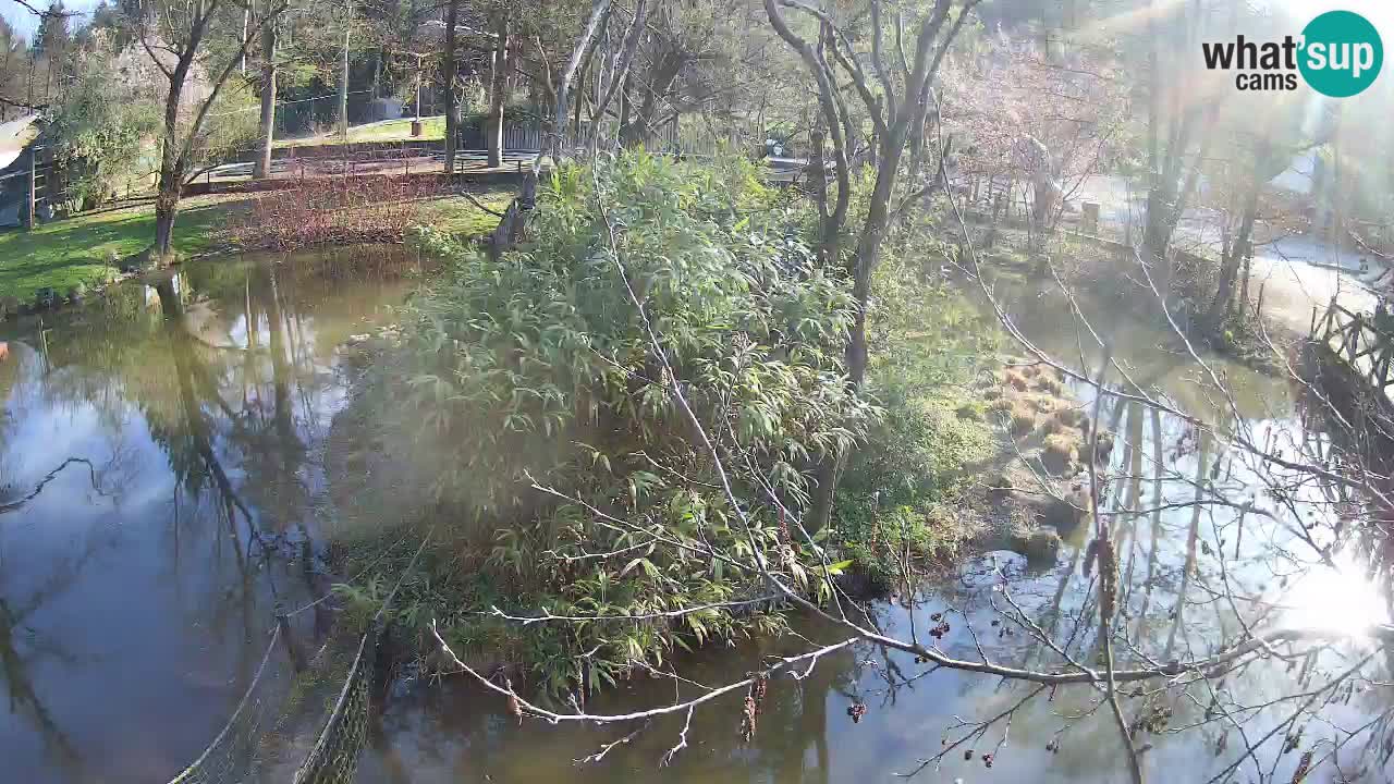 Gibbone dalle guance rosa nello ZOO di Ljubljana
