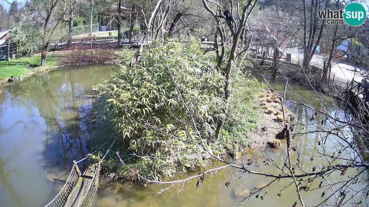 Gibbon à joues jaunes Zoo Ljubljana live cam
