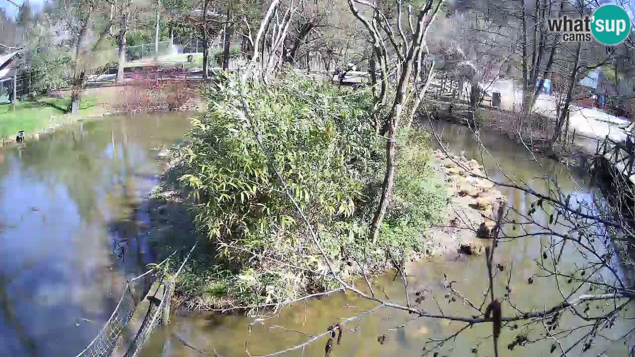 Yellow-cheeked gibbon Zoo Ljubljana livecam