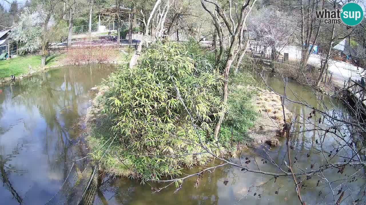 Südlicher Gelbwangen-Schopfgibbon Zoo Ljubljana webcam