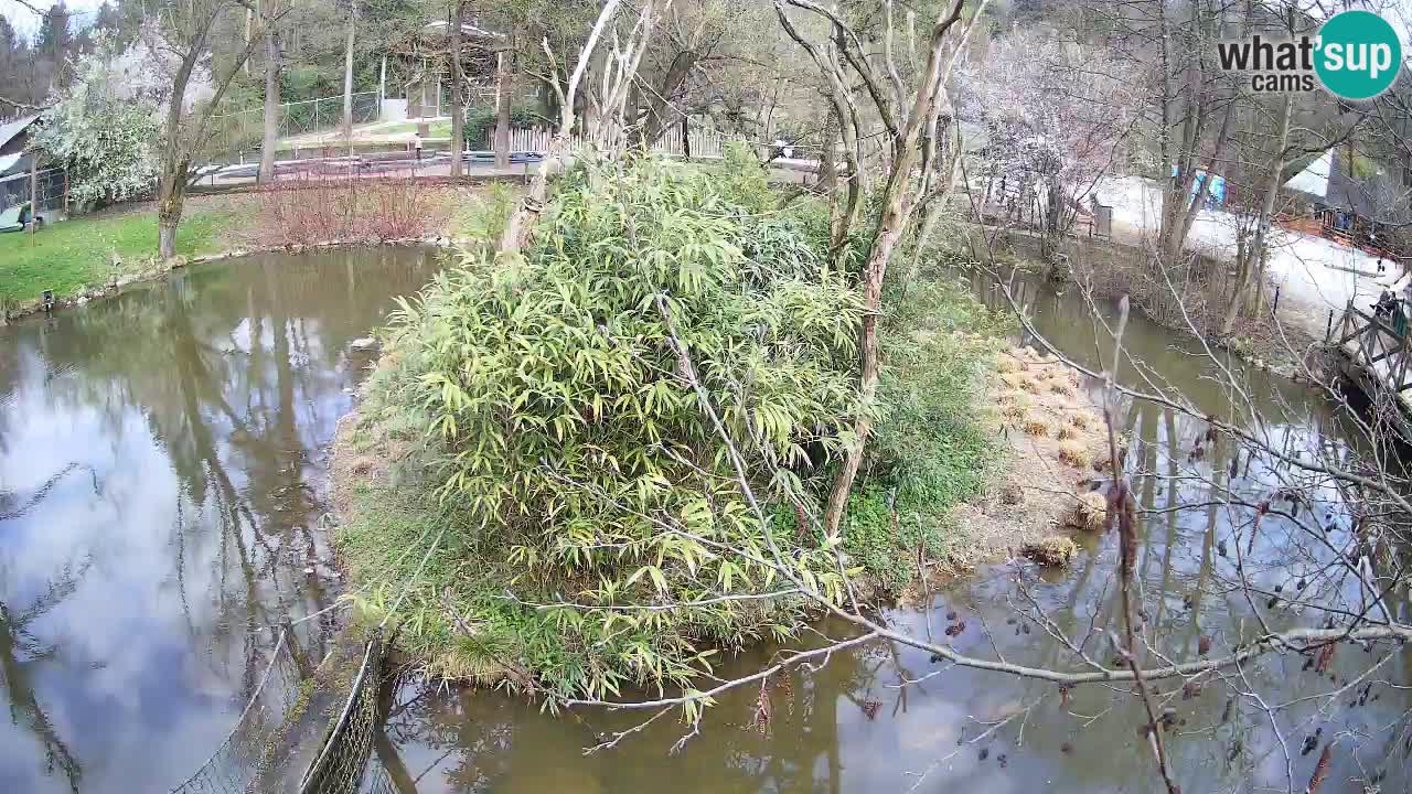 Südlicher Gelbwangen-Schopfgibbon Zoo Ljubljana webcam