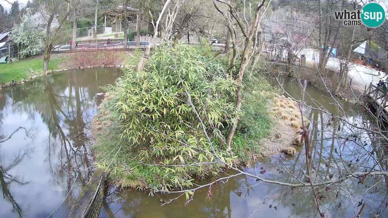Südlicher Gelbwangen-Schopfgibbon Zoo Ljubljana webcam