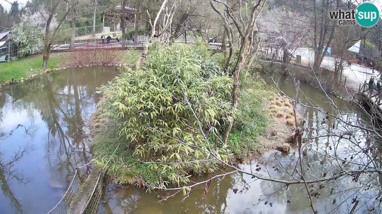Südlicher Gelbwangen-Schopfgibbon Zoo Ljubljana webcam