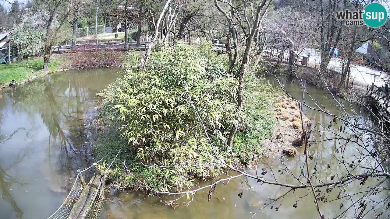 Südlicher Gelbwangen-Schopfgibbon Zoo Ljubljana webcam
