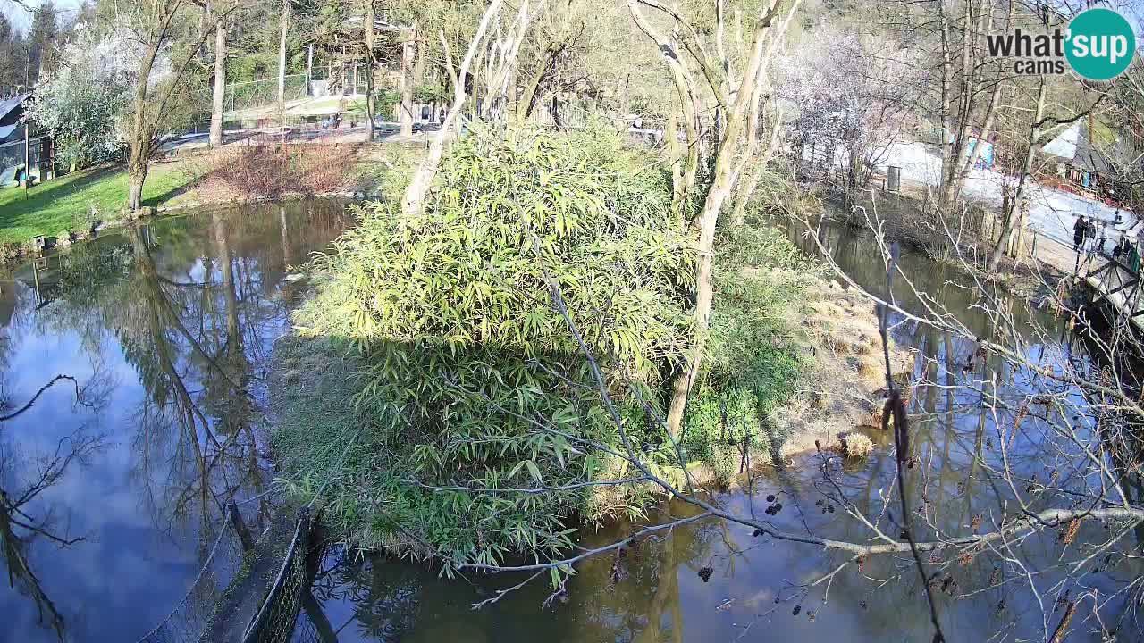 Zlatolični gibon živalski vrt Ljubljana