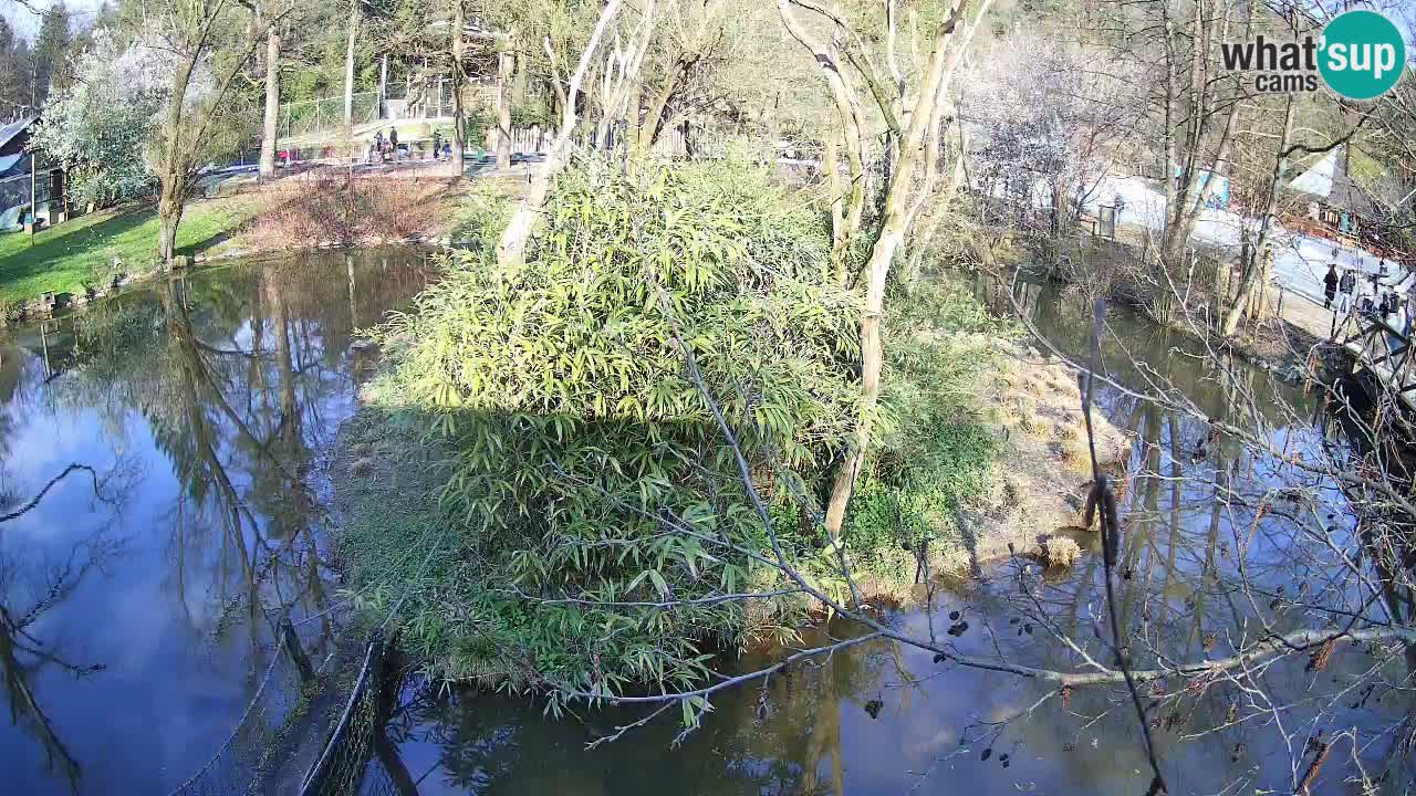 Südlicher Gelbwangen-Schopfgibbon Zoo Ljubljana webcam