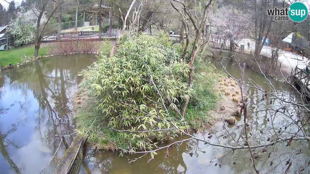 Gibbone dalle guance rosa nello ZOO di Ljubljana