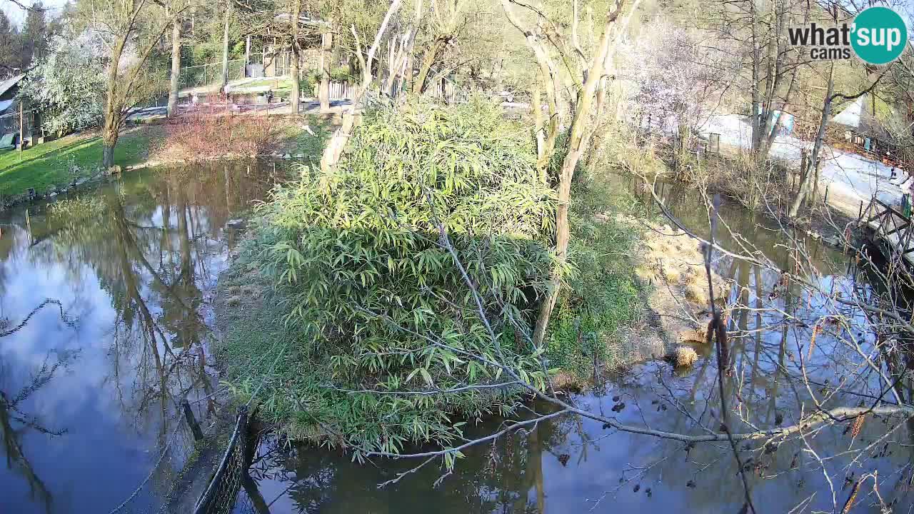 Gibbon à joues jaunes Zoo Ljubljana live cam