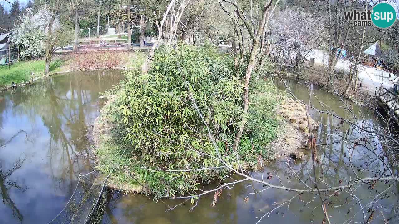 Gibón de mejillas beige Zoo Ljubljana