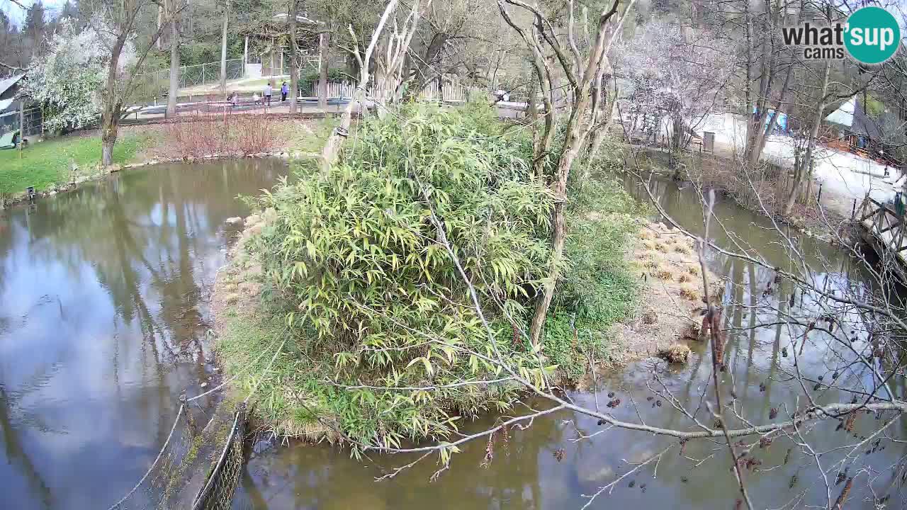 Gibon – Nomascus gabriellae – Zoo Ljubljana web kamera