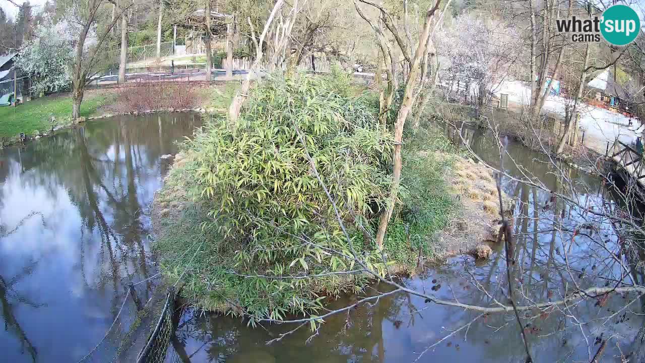 Gibbone dalle guance rosa nello ZOO di Ljubljana