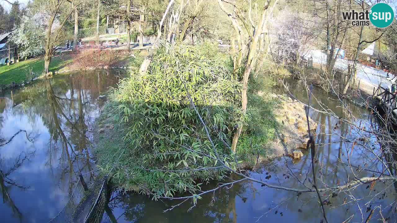 Südlicher Gelbwangen-Schopfgibbon Zoo Ljubljana webcam