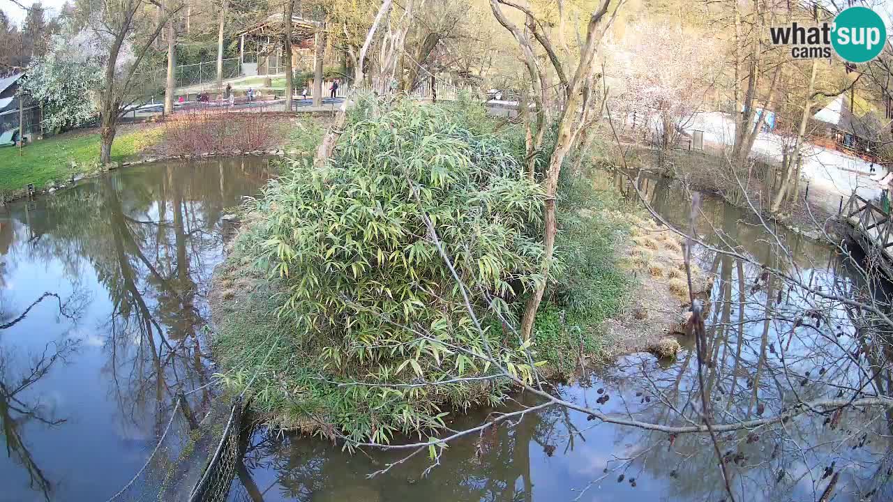 Yellow-cheeked gibbon Zoo Ljubljana livecam