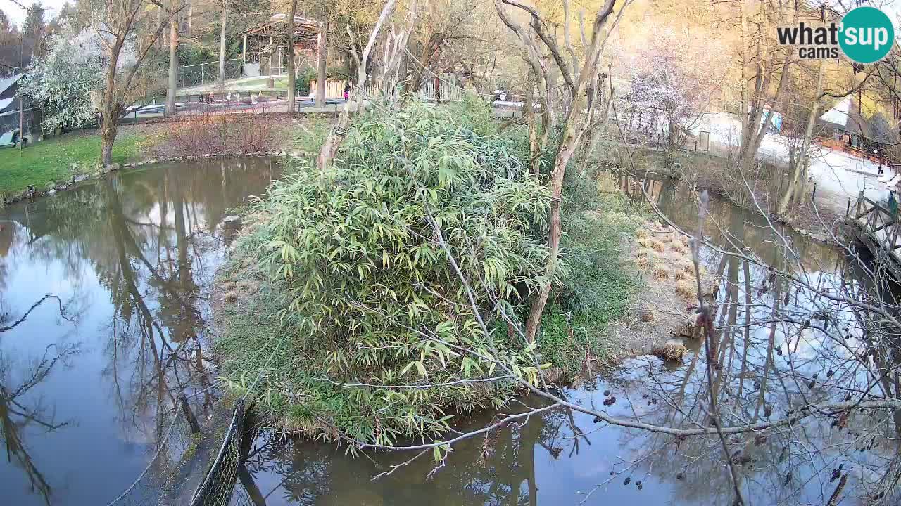 Gibbone dalle guance rosa nello ZOO di Ljubljana