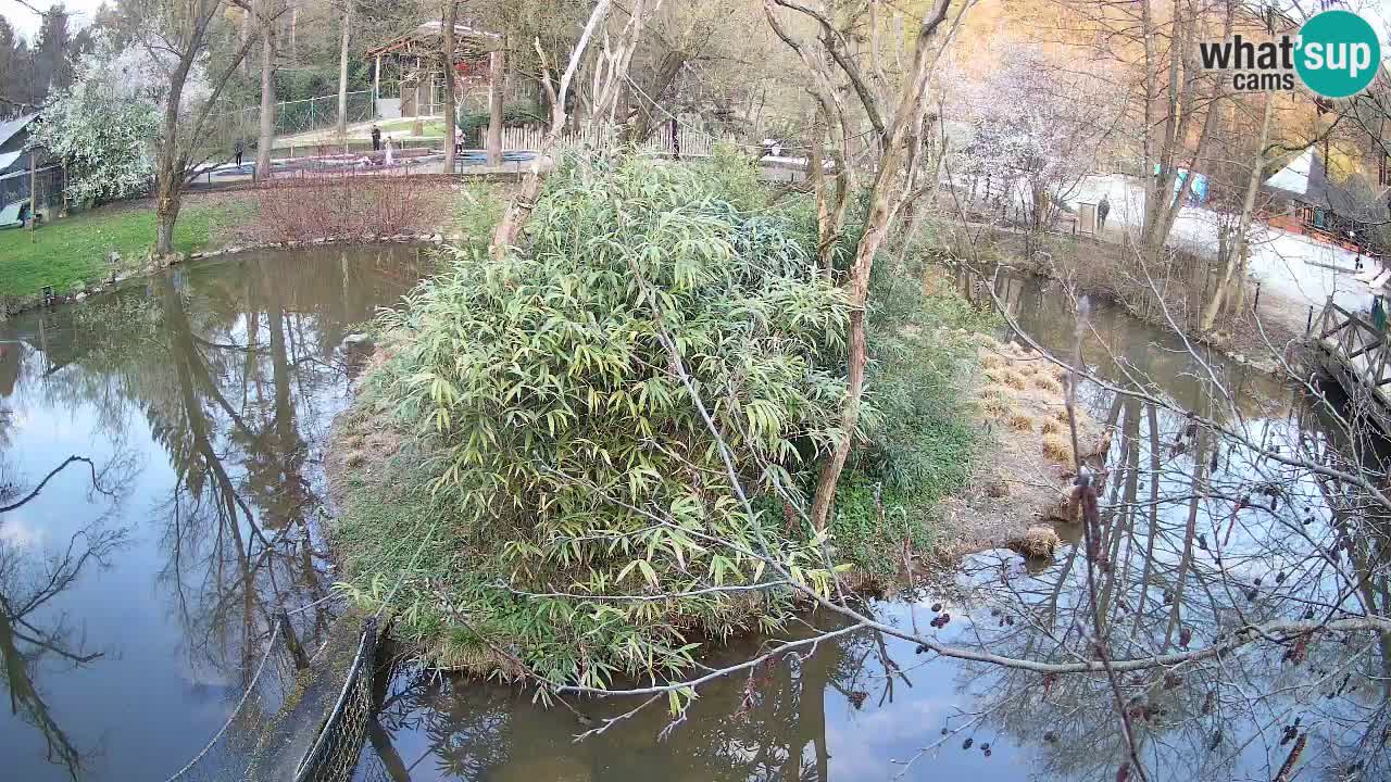 Südlicher Gelbwangen-Schopfgibbon Zoo Ljubljana webcam