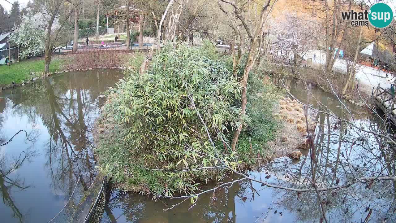 Gibon – Nomascus gabriellae – Zoo Ljubljana web kamera