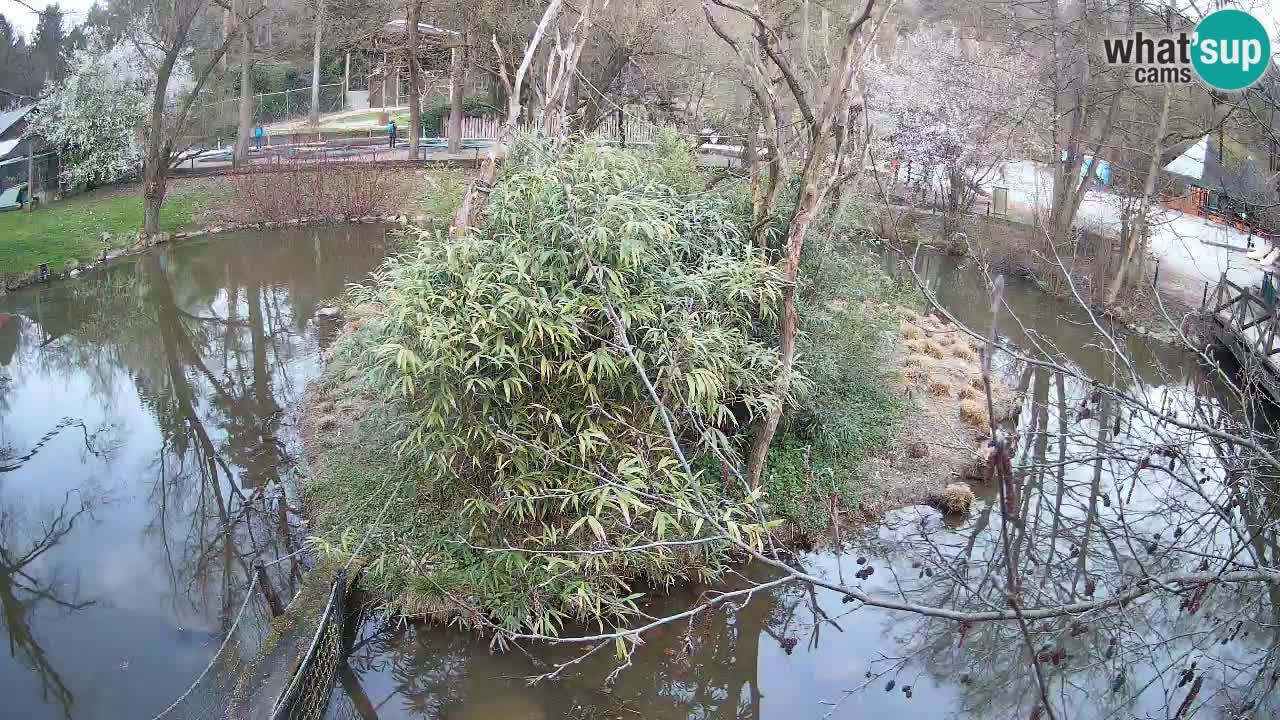 Gibon – Nomascus gabriellae – Zoo Ljubljana web kamera