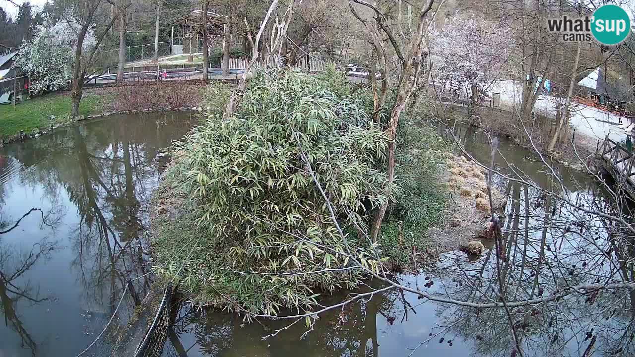 Gibbon à joues jaunes Zoo Ljubljana live cam