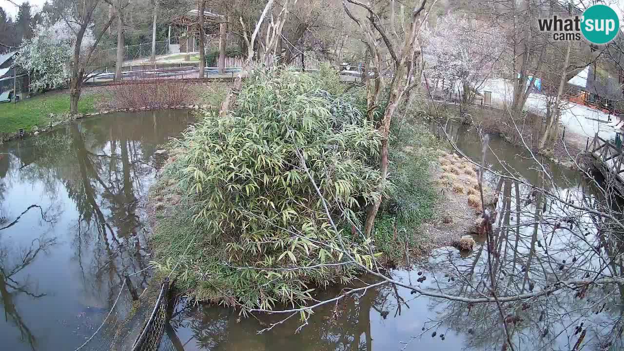 Gibon – Nomascus gabriellae – Zoo Ljubljana web kamera