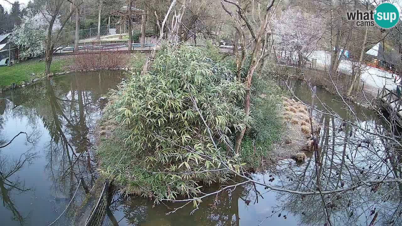 Yellow-cheeked gibbon Zoo Ljubljana livecam