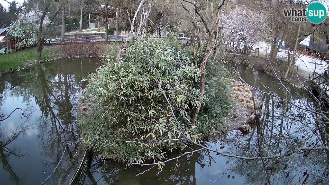 Gibbone dalle guance rosa nello ZOO di Ljubljana