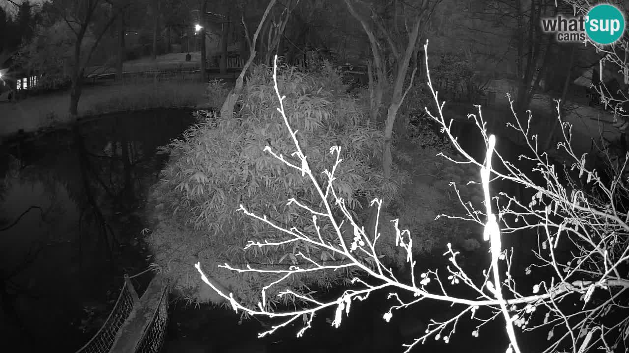 Gibón de mejillas beige Zoo Ljubljana