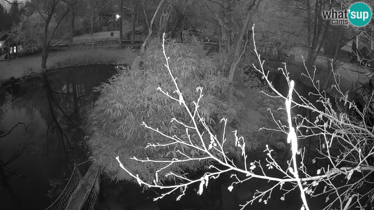 Yellow-cheeked gibbon Zoo Ljubljana livecam