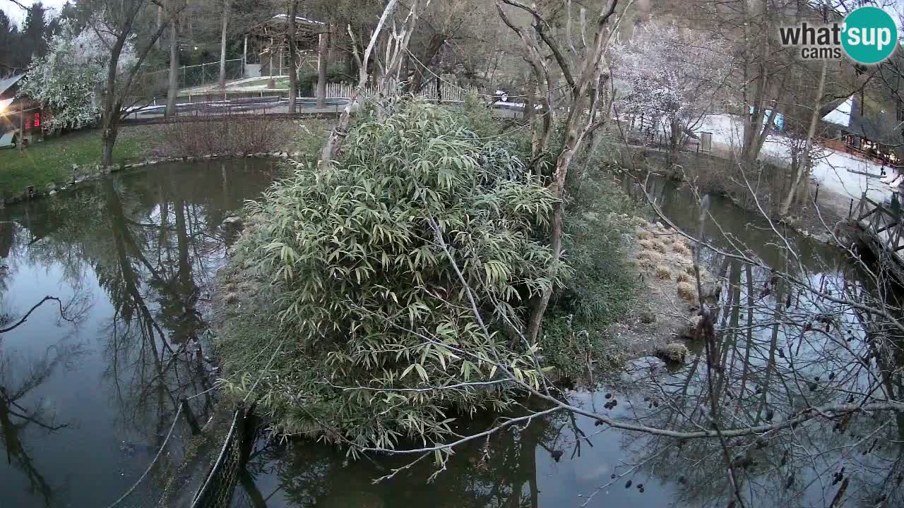 Gibon – Nomascus gabriellae – Zoo Ljubljana web kamera