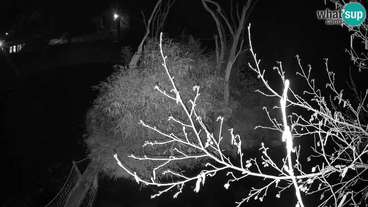 Gibbone dalle guance rosa nello ZOO di Ljubljana