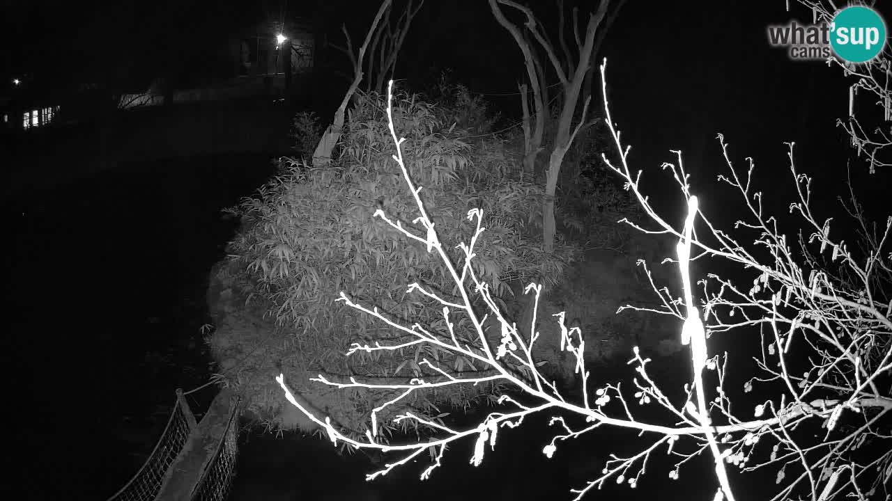 Südlicher Gelbwangen-Schopfgibbon Zoo Ljubljana webcam