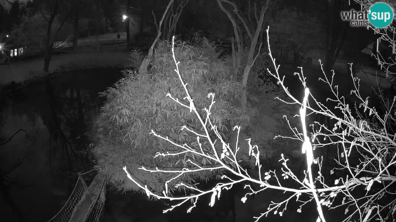 Gibón de mejillas beige Zoo Ljubljana