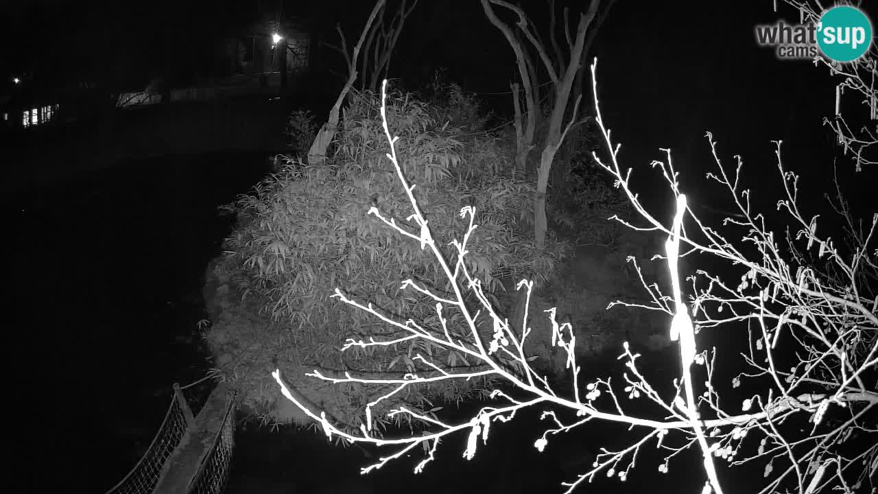 Gibbon à joues jaunes Zoo Ljubljana live cam