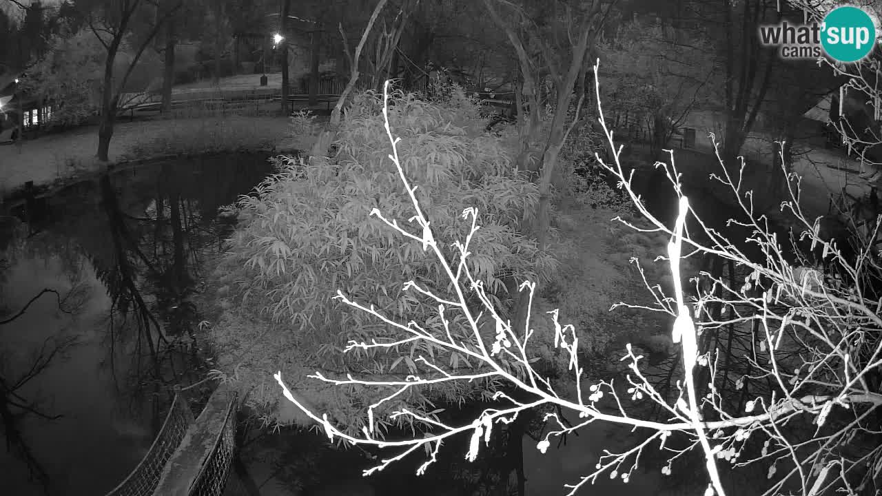 Gibon – Nomascus gabriellae – Zoo Ljubljana web kamera