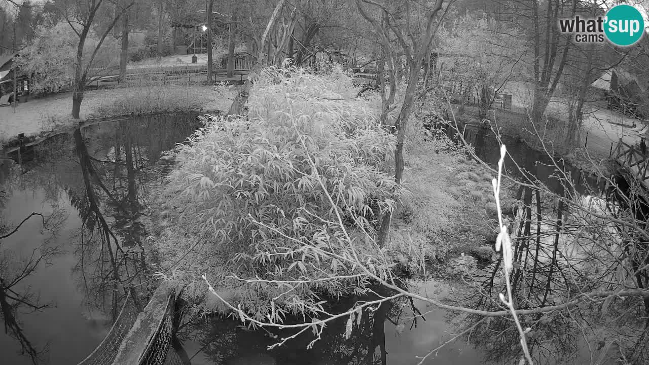 Zlatolični gibon živalski vrt Ljubljana