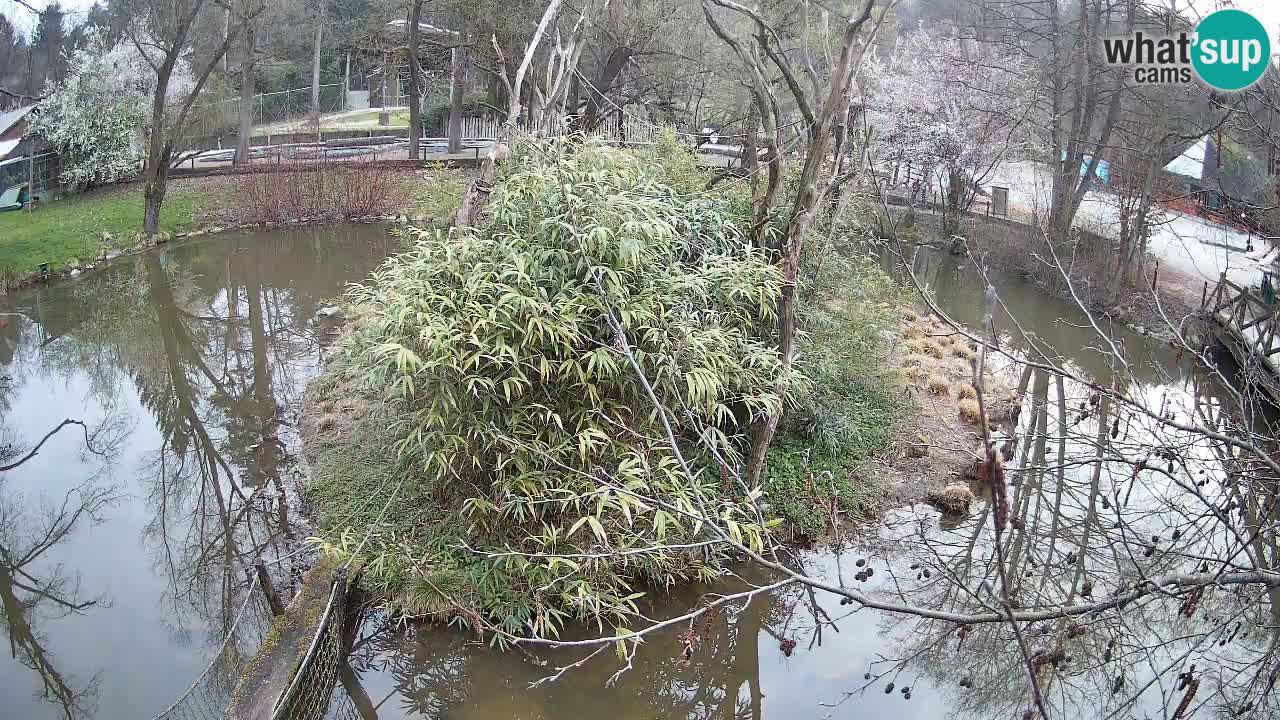 Yellow-cheeked gibbon Zoo Ljubljana livecam