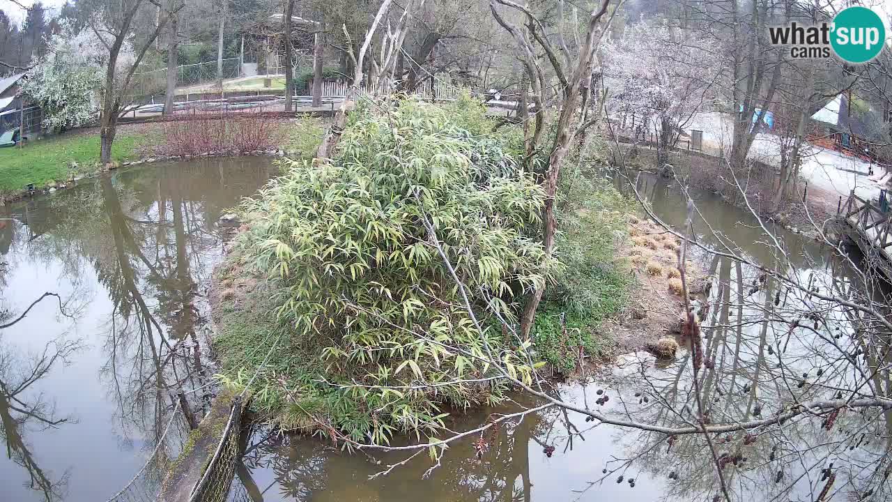 Südlicher Gelbwangen-Schopfgibbon Zoo Ljubljana webcam