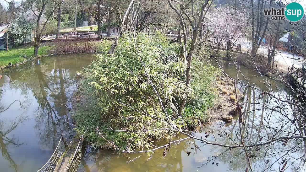 Yellow-cheeked gibbon Zoo Ljubljana livecam
